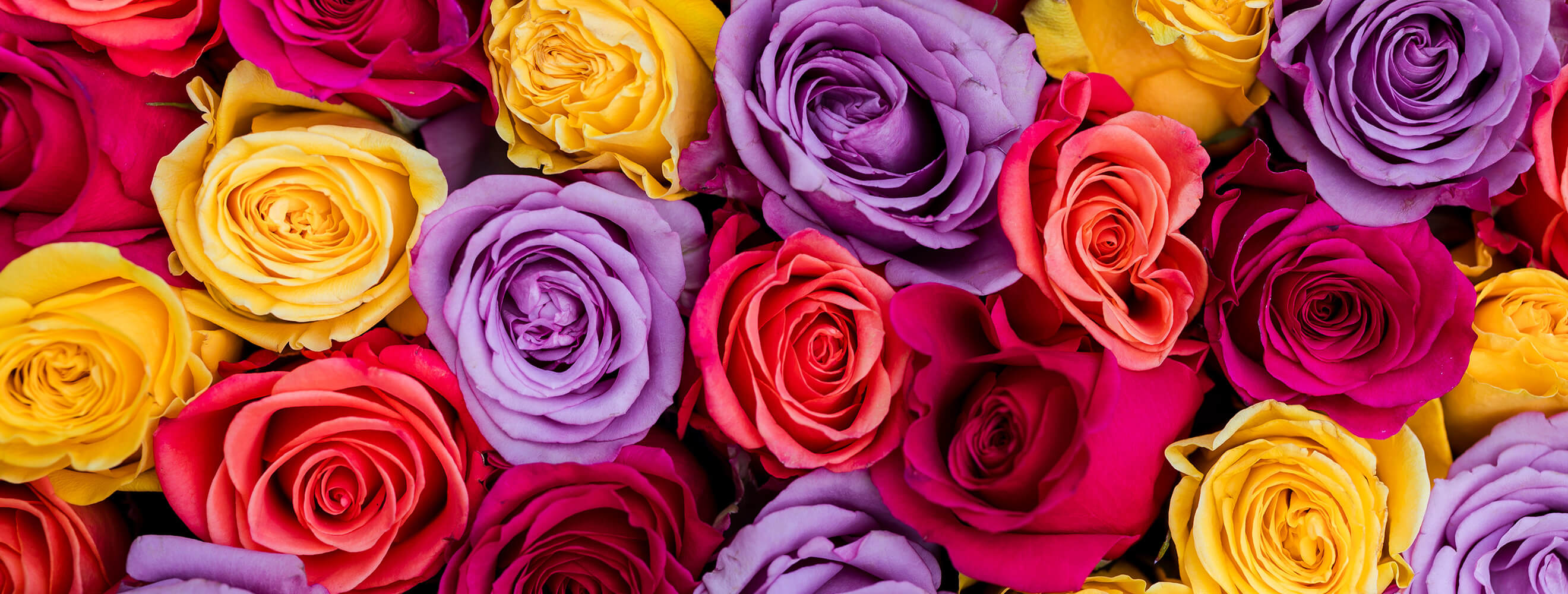 roses in a rainbow of colors yellow, purple, pink, and red.