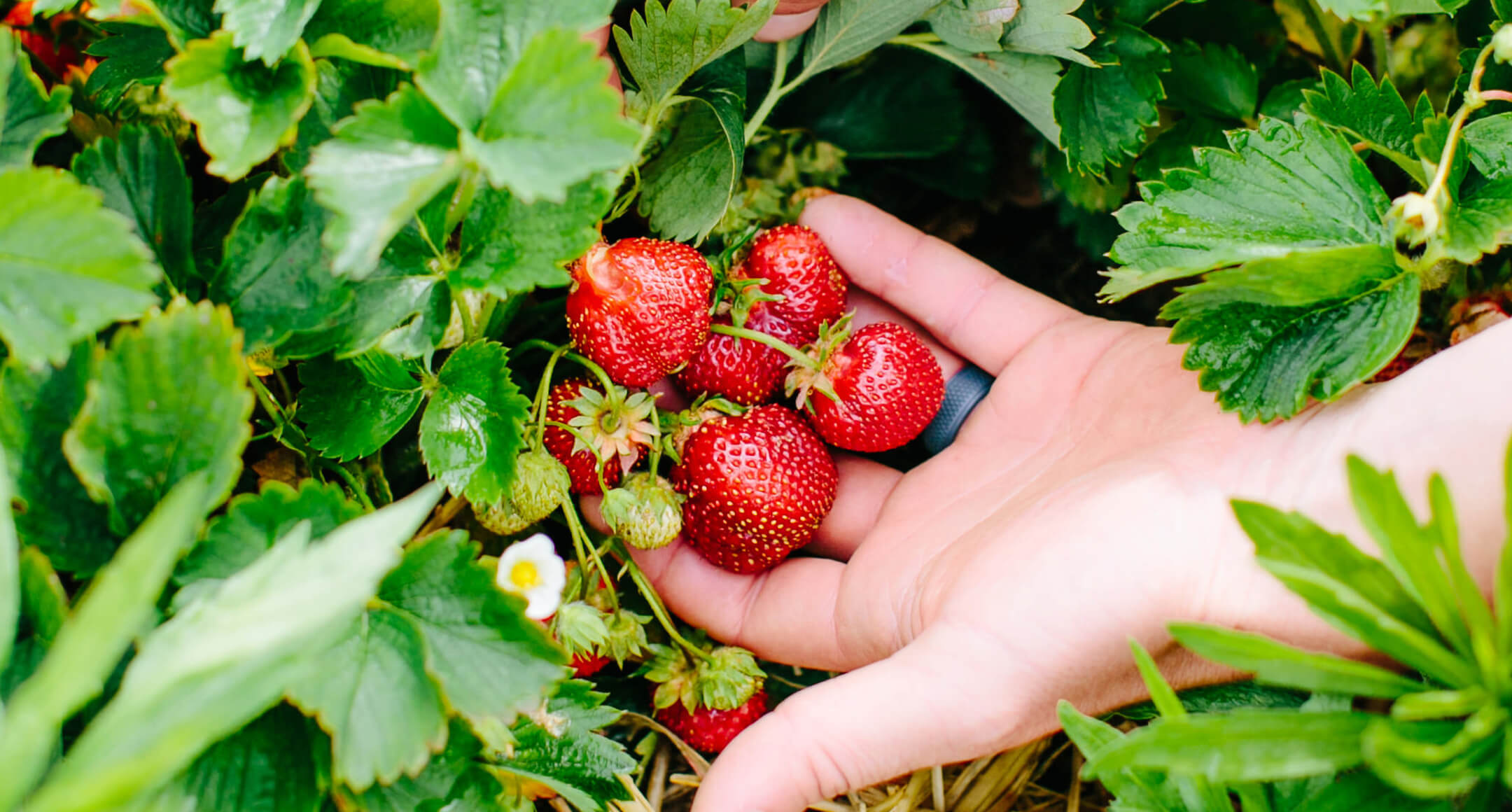 Strawberries growing 