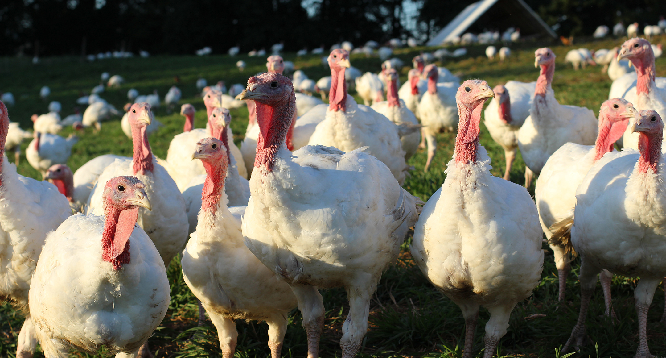 A flock of white, Oregon-raised chickens out in pasture.