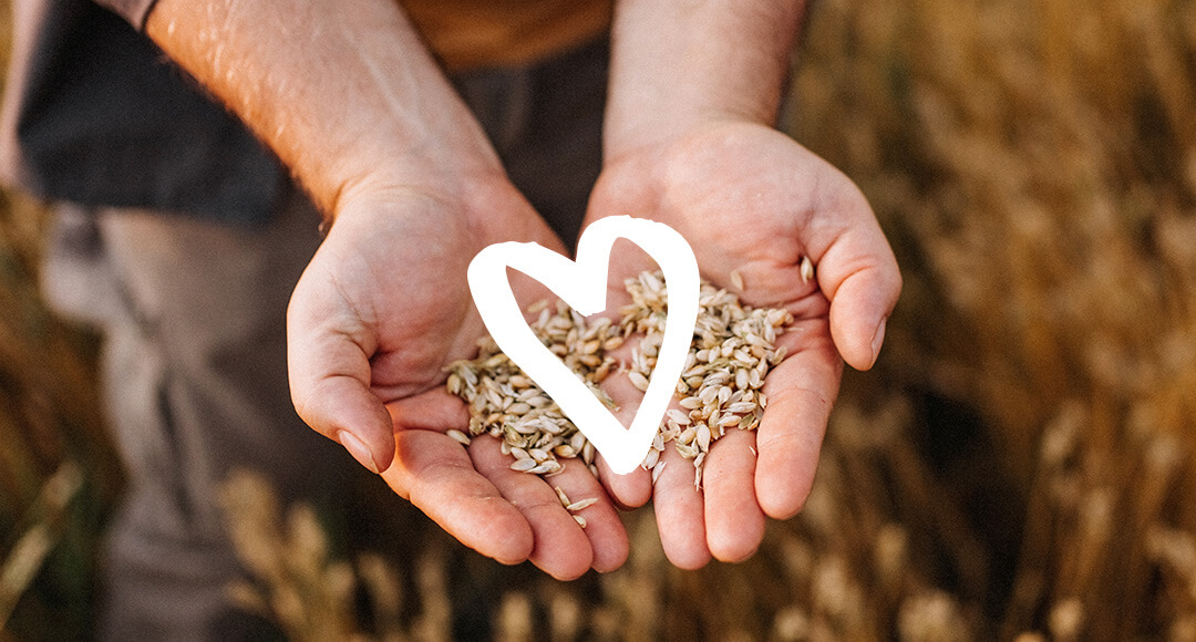 hands holding a pile of grains with an illustrated white heart over the top of the photo