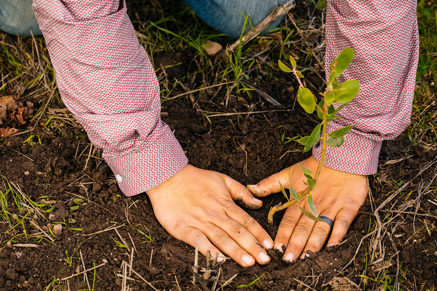 Hands planting a plant in the dirt