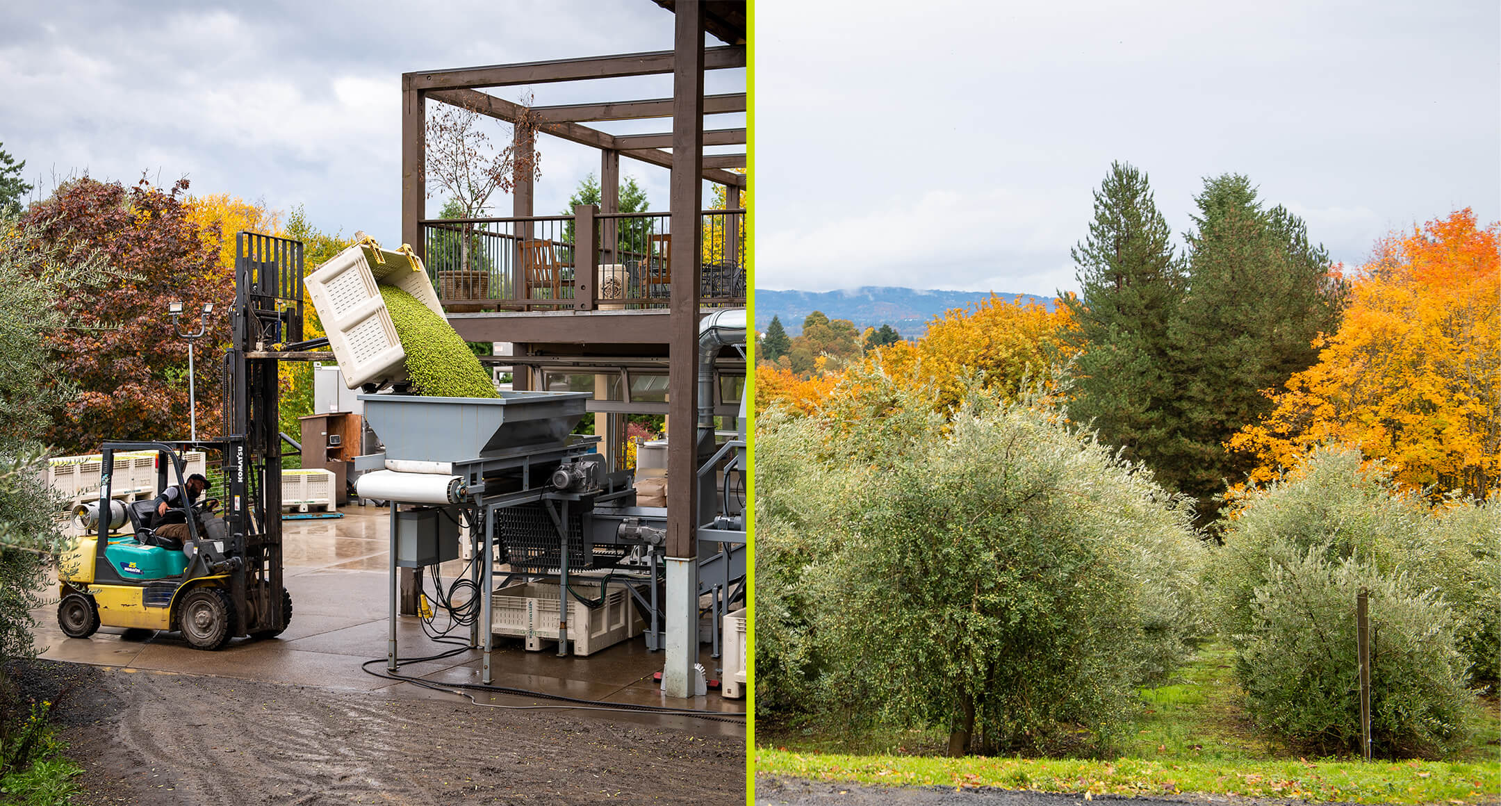 The Durant at Red Ridge Farms olive grove and olives being milled at the farm.