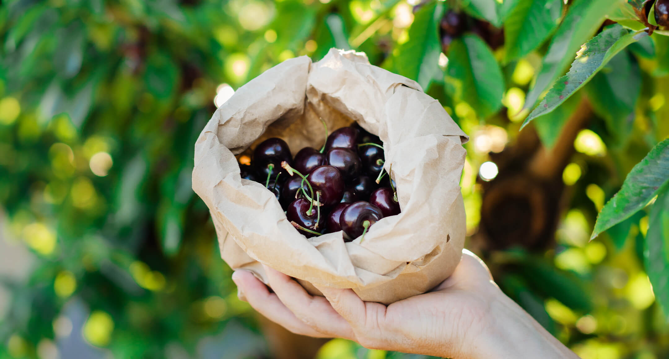 A hand holding a paper bag of fresh Maryhill cherries. 