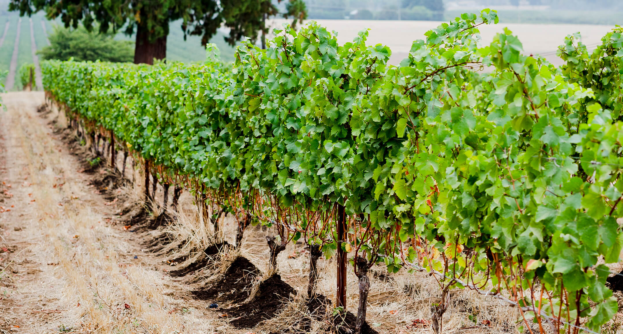 Restore NW Grant—Collective Action for Healthy Soil 