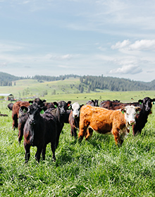 Happy Carman Ranch cows 