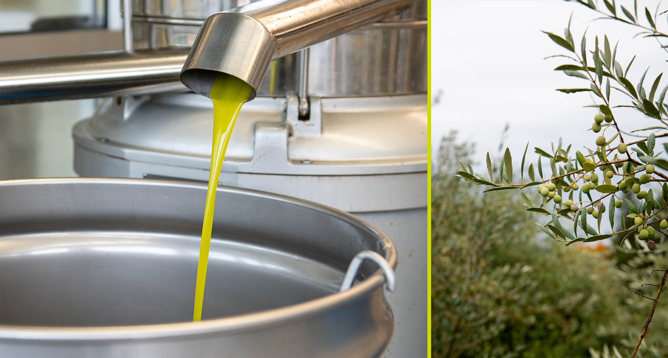 Durant at Red Ridge Farms olive oil pouring into a metal drum and an olive tree bearing fruit.