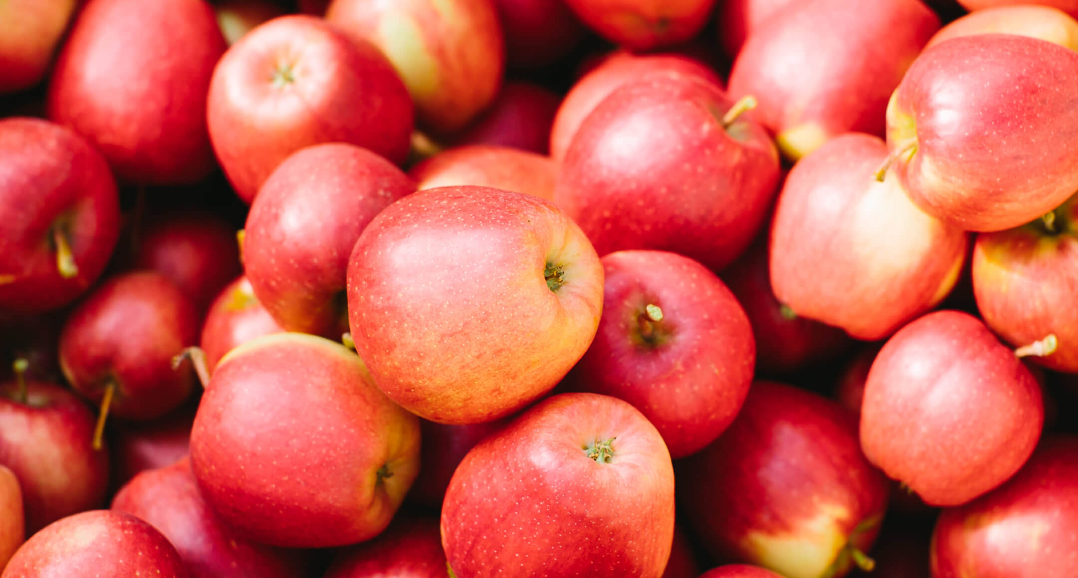 A close-up image of freshly picked apples. 