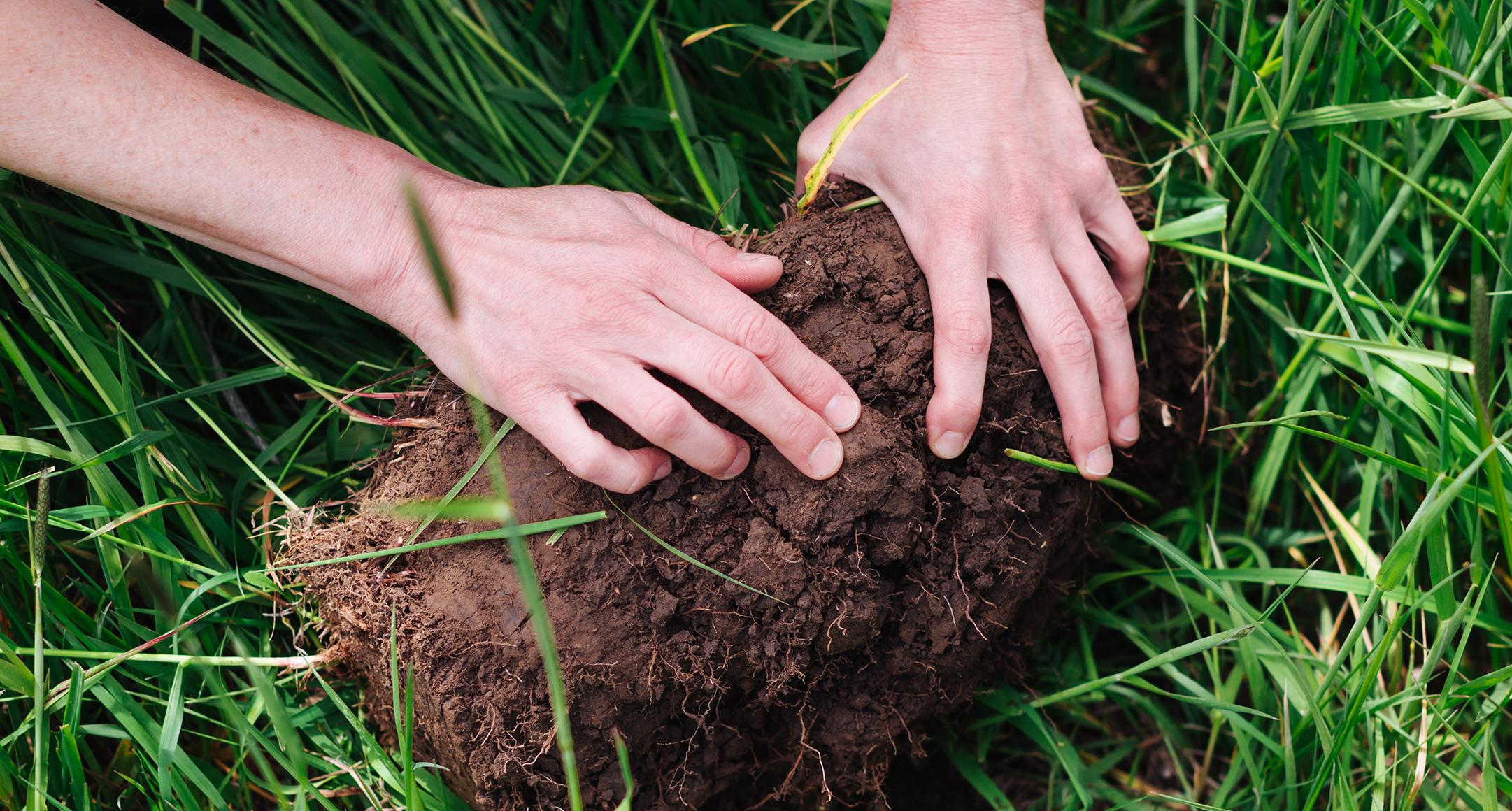 Hands inspecting topsoil on Oregon farm for quality, health, and nutrients.