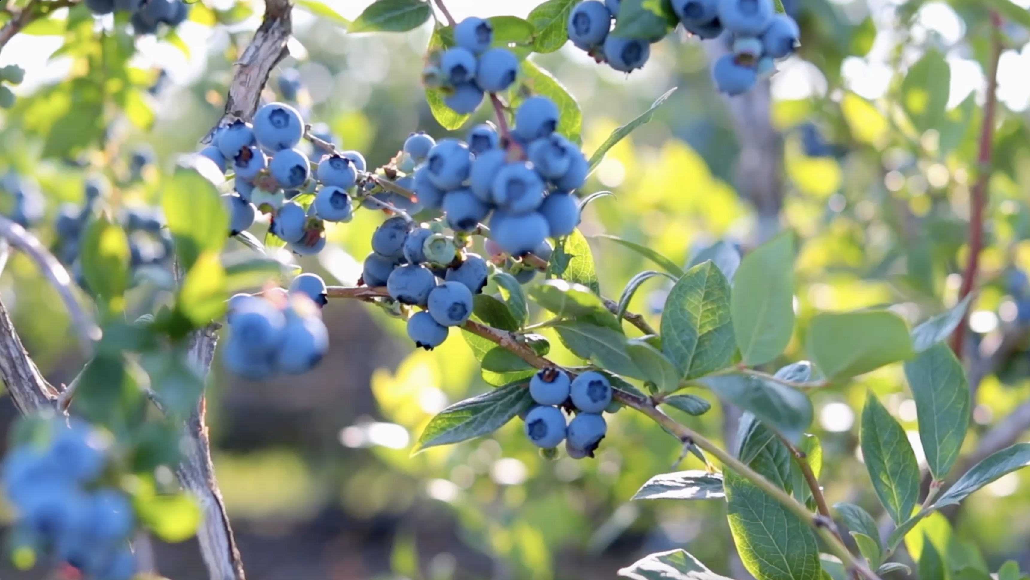 Blueberries on a bush 